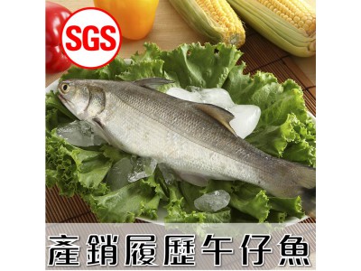 SGS檢驗 產銷履歷 午仔魚1尾