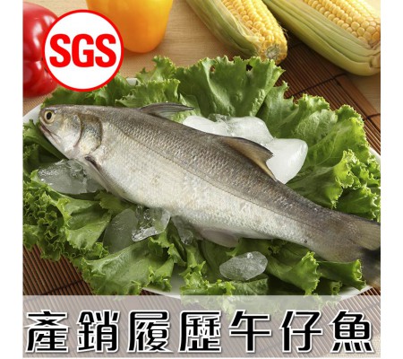 SGS檢驗 午仔魚(250g/尾)